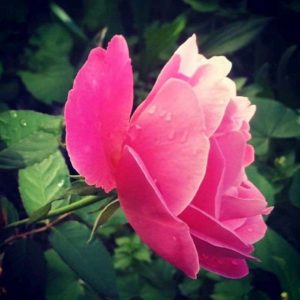 Australian rose flower