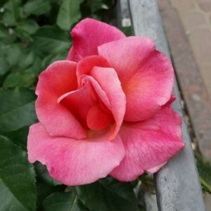 English rose flower