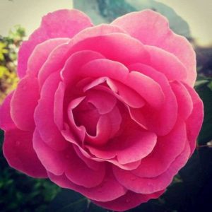 Ireland rose flower
