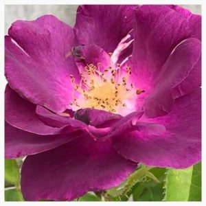 Purple Texas rose flower