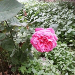 Wild forest rose flower