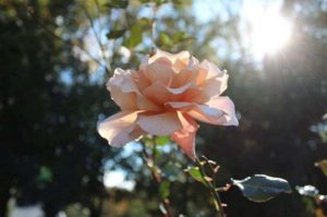 light pink rose flower