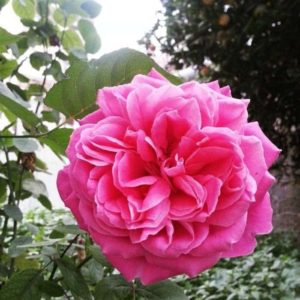 multi-leaf rose flower
