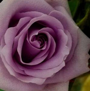 original purple rose flower
