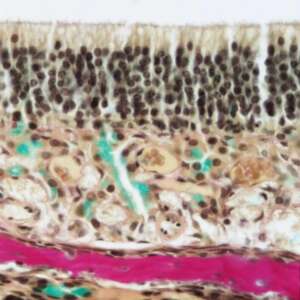 Olfactory Epithelium