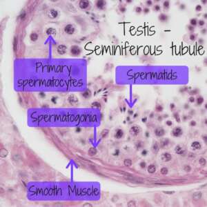 Spermatogonia testis