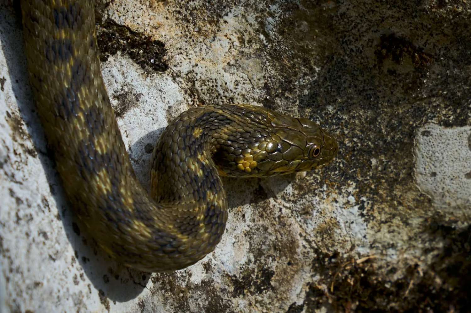 windows spotlight images animals (2)-1500