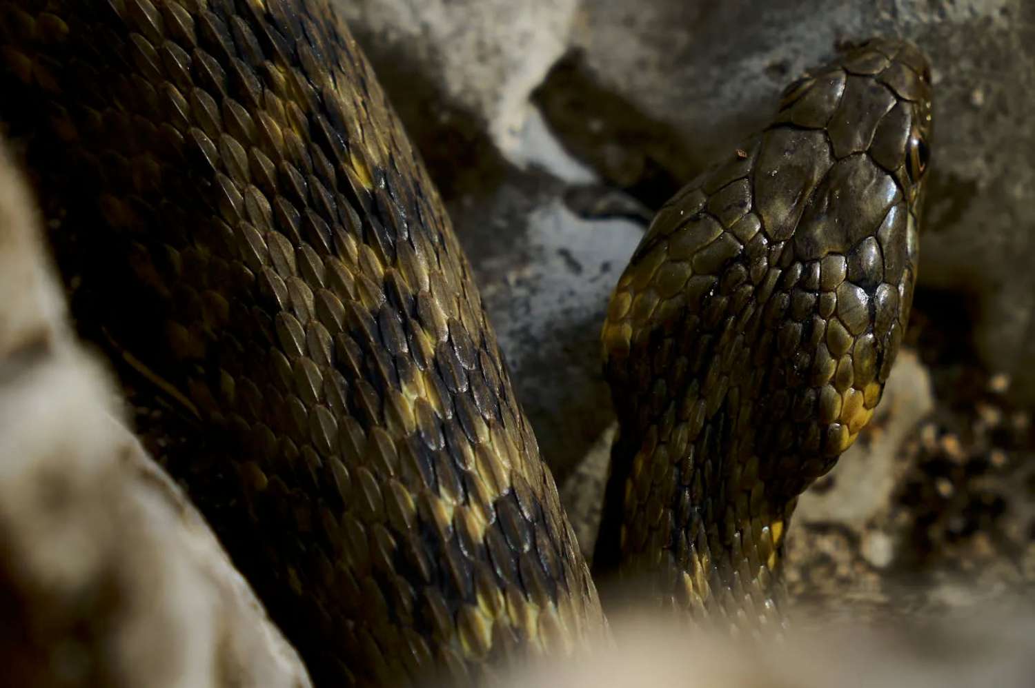 windows spotlight images animals (3)-1500