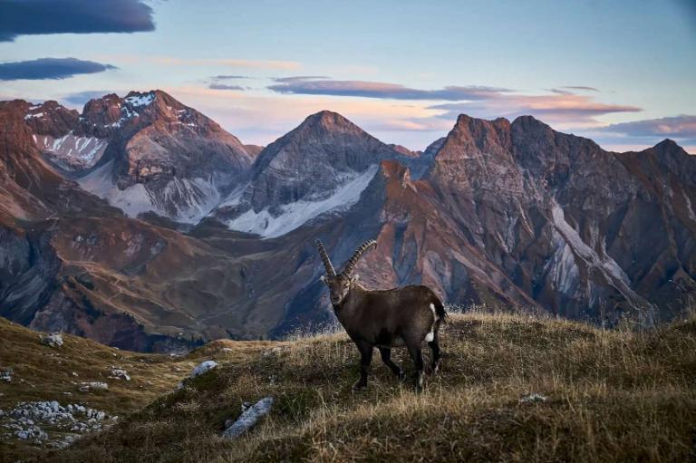 goat overlooking mountain range