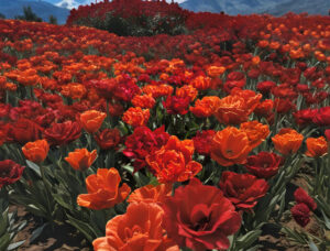 tulip garden orange 4k