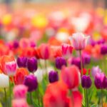 4K Tulip Garden Wallpaper